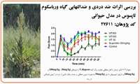 بررسی اثرات ضد دردی و ضد التهابی گیاه ورباسکوم 