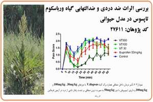 بررسی اثرات ضد دردی و ضد التهابی گیاه ورباسکوم 