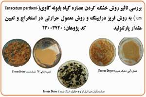 بررسی تاثیر روش خشک کردن عصاره گیاه بابونه گاوی به روش فریز درایینگ و روش معمول حرارتی در استخراج و تعیین مقدار پارتنولید